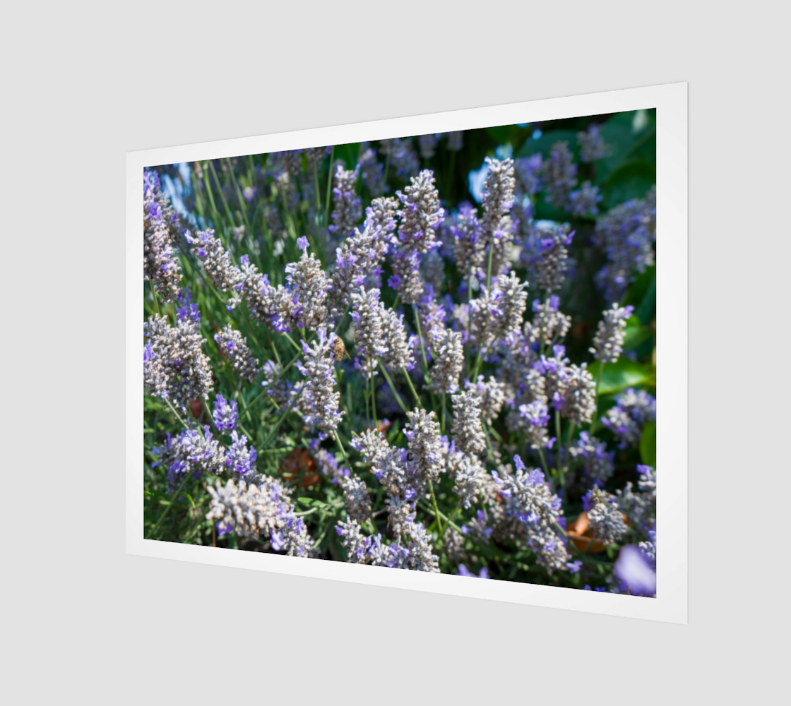 Lavender with Bee 4:3