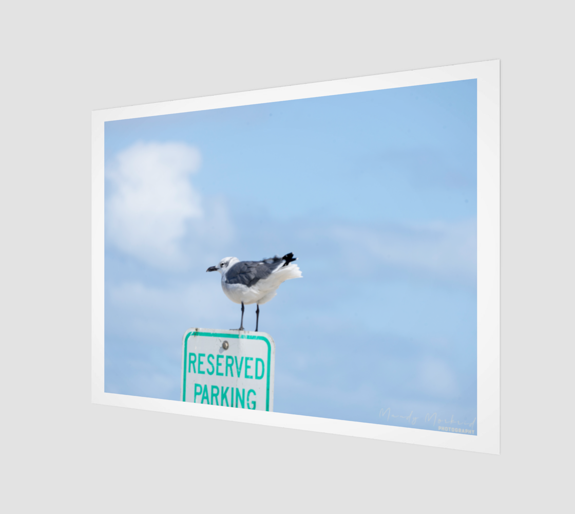 Sea Gull