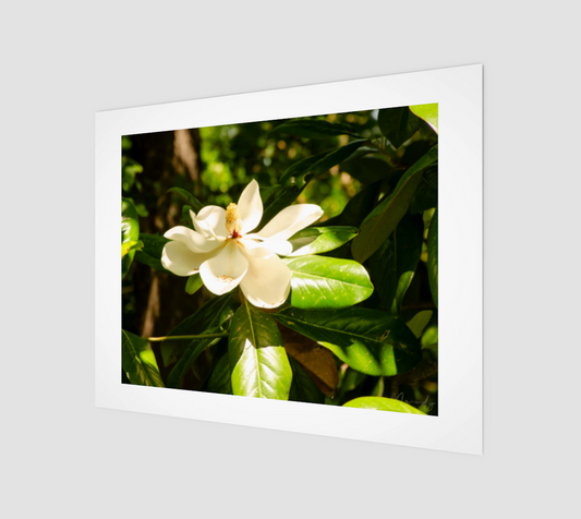 Magnolia 14''x11'' Print